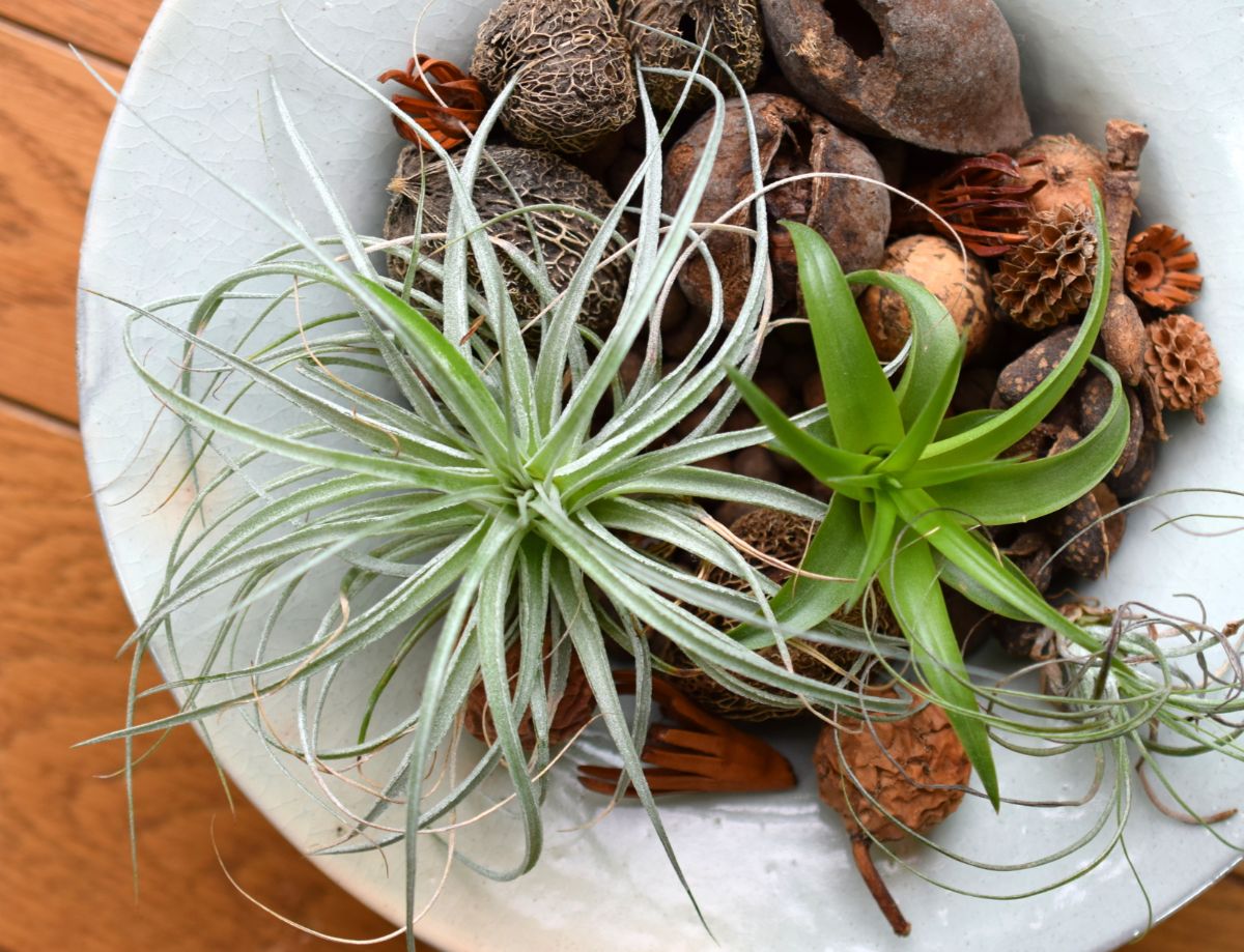 Air plants in a bowl of cones