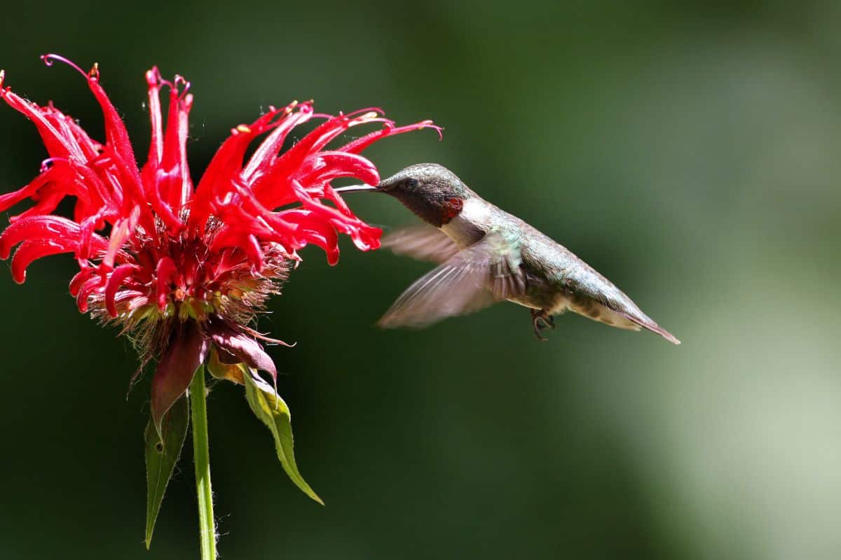 A hummingbird feeding off a bee balm flower