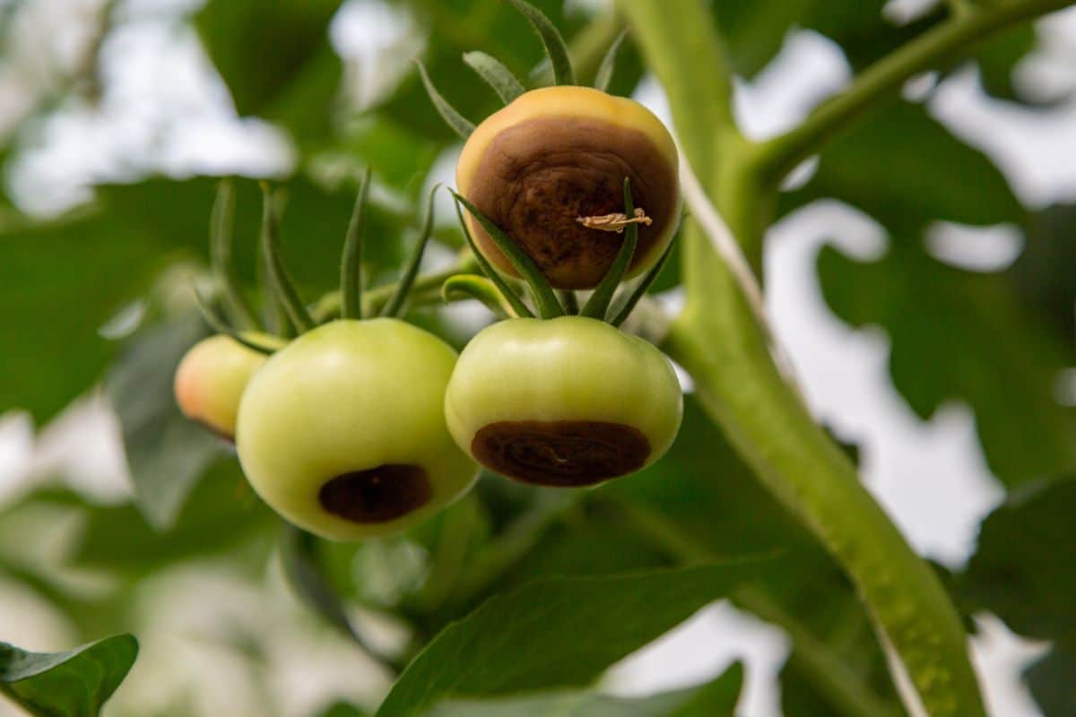 Unripe tomatoes with blossom end rot
