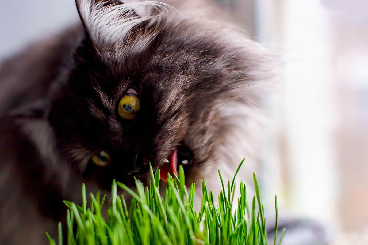 A black furry cat enjoys some homegrown cat grass