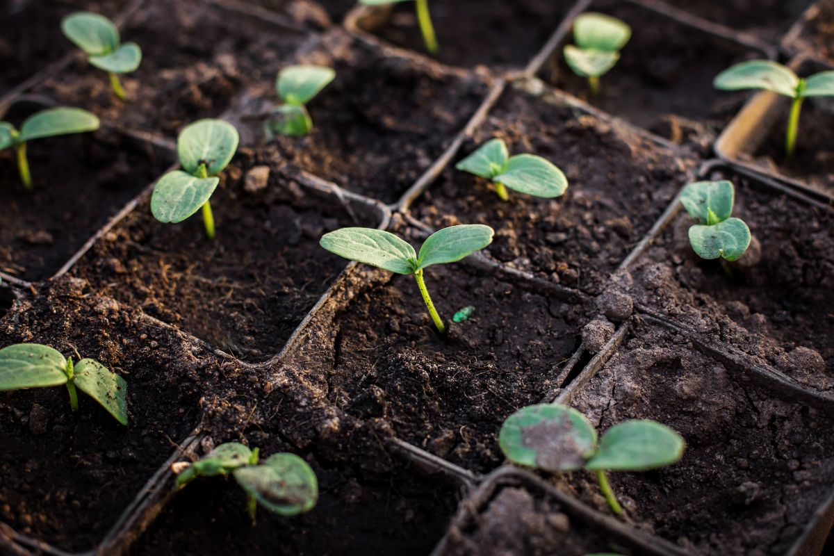 Recently sprouted cucumber seedlings.