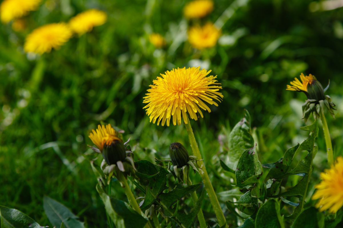 Dandelions in a yard for foraging