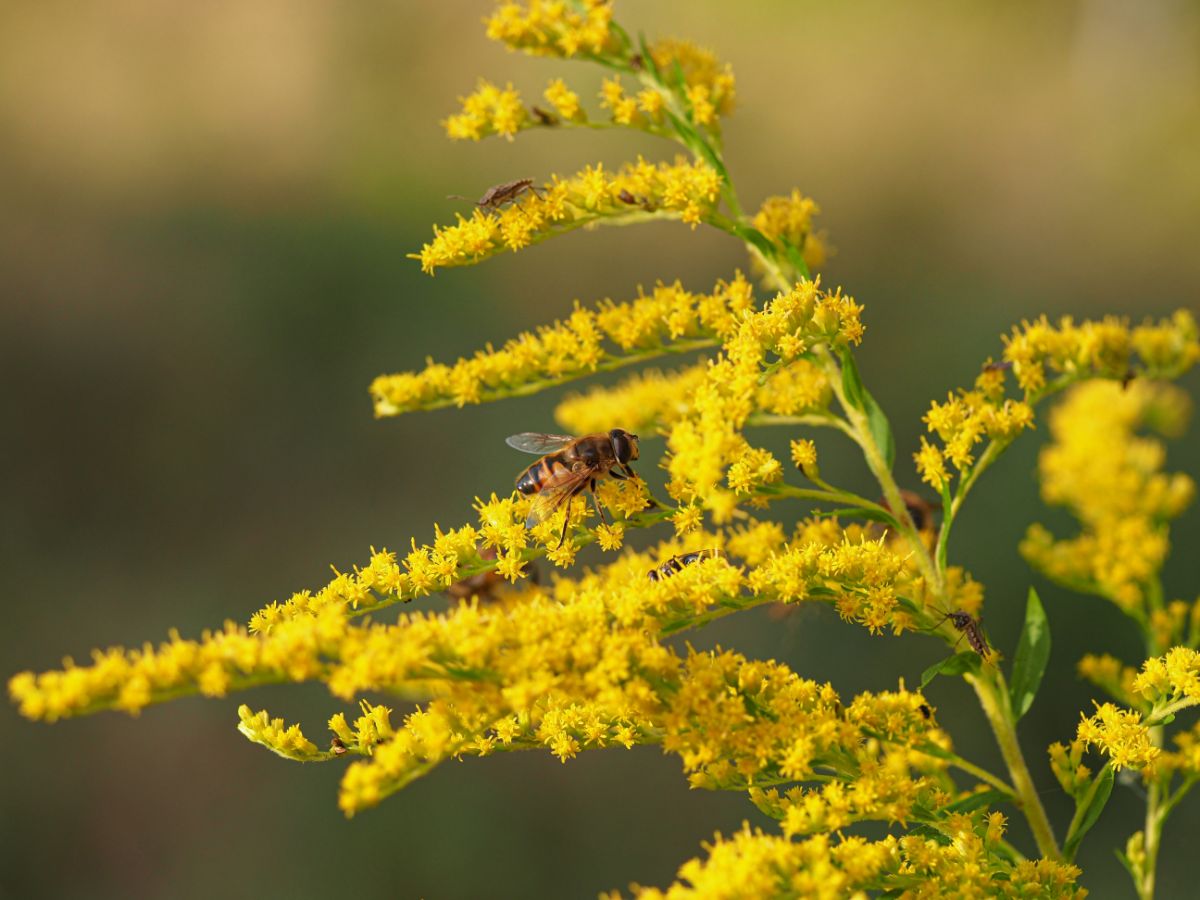 A bee collecting pollen from goldenrod