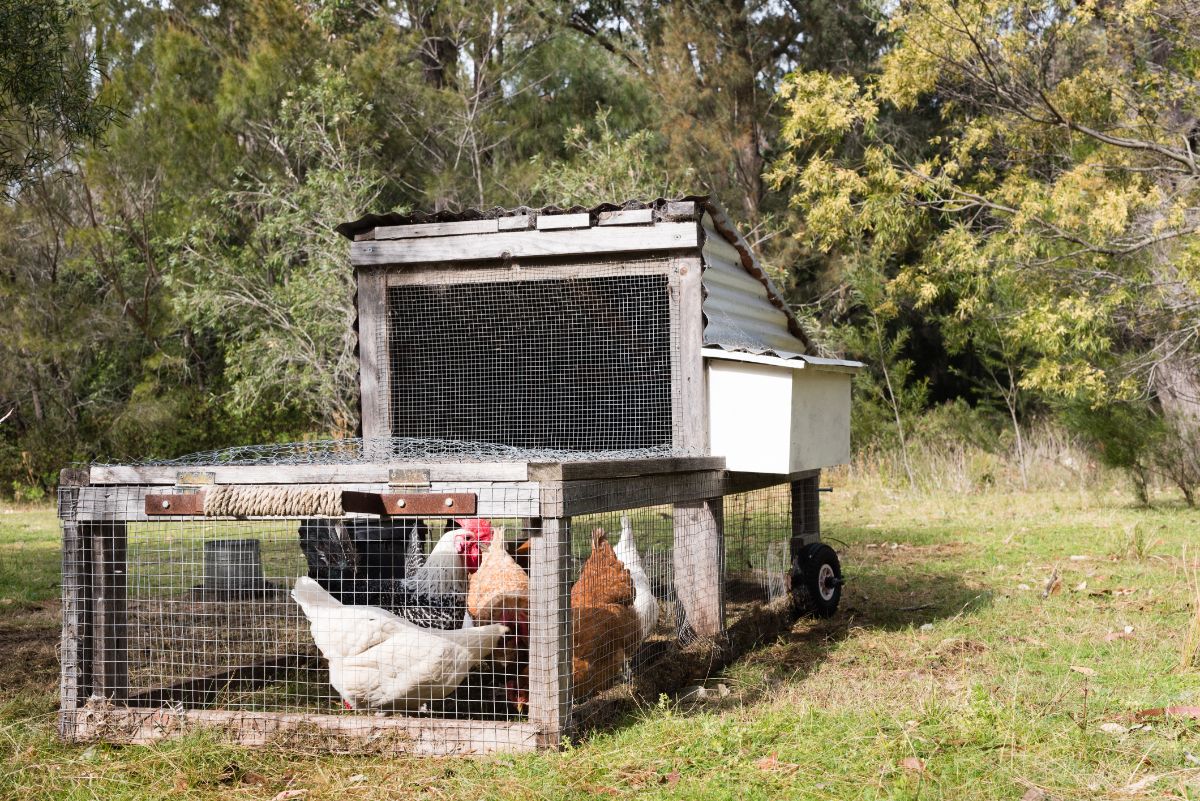 Happy chickens forage bugs in a chicken tractor