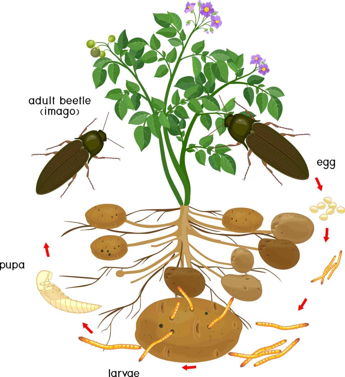 The life cycle of wireworms