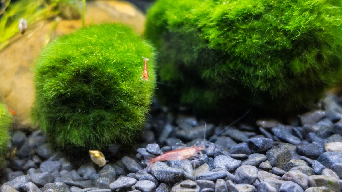 Fun Marimo moss balls in a fish tank