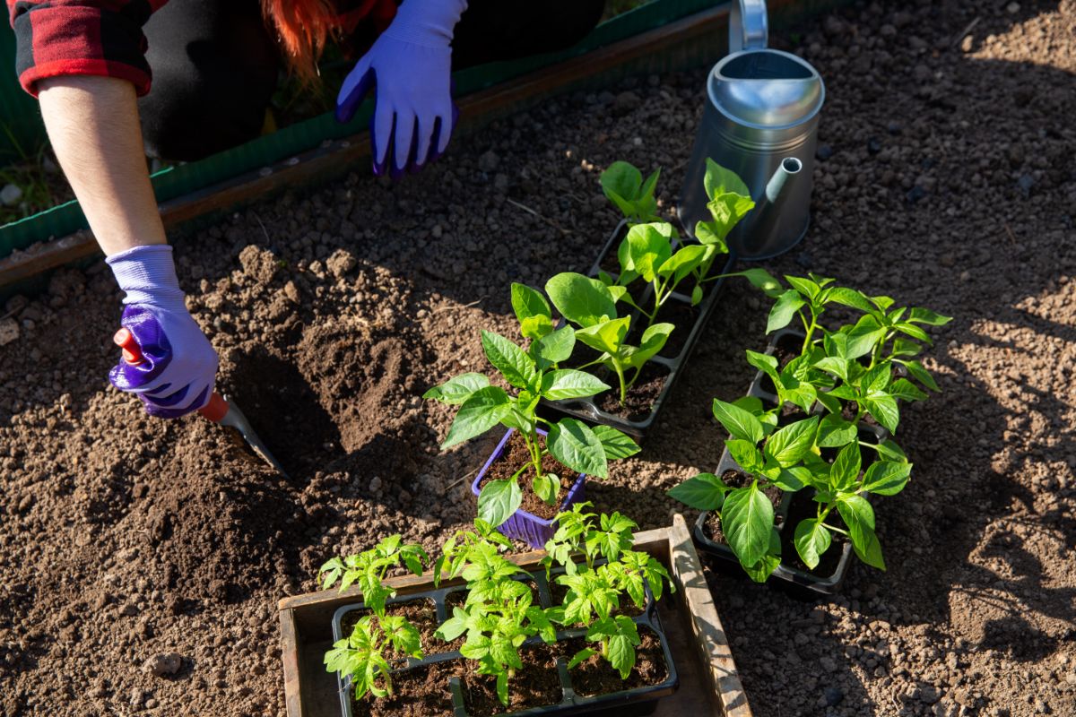 Eggplant and pepper plant seedlings being transplanted into the garden after starting indoors.