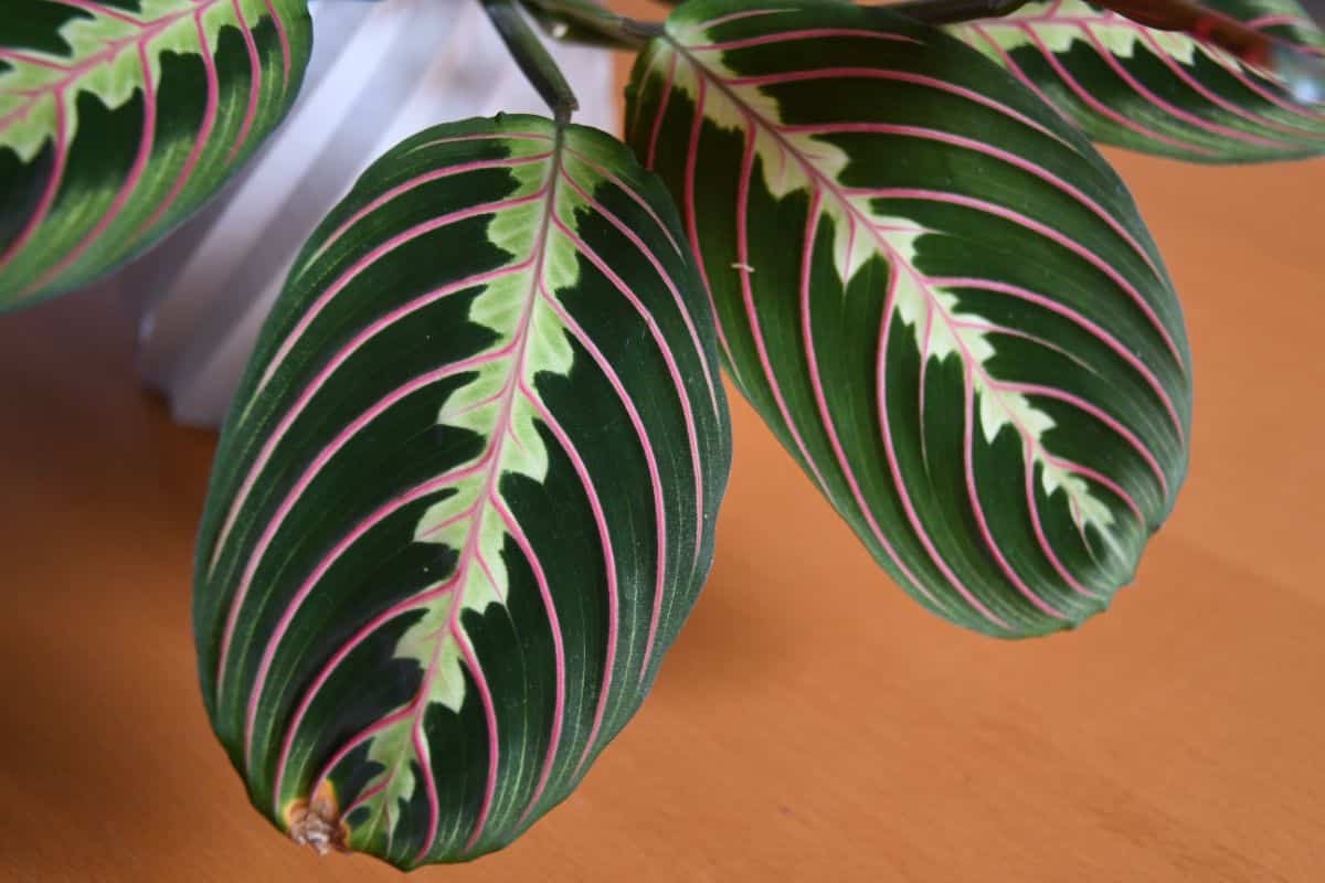 Pink, striping veins on a prayer plant