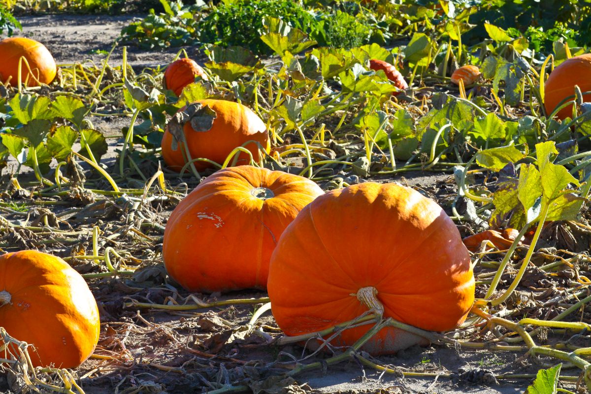 Large pumpkins grow in a pumpkin patch