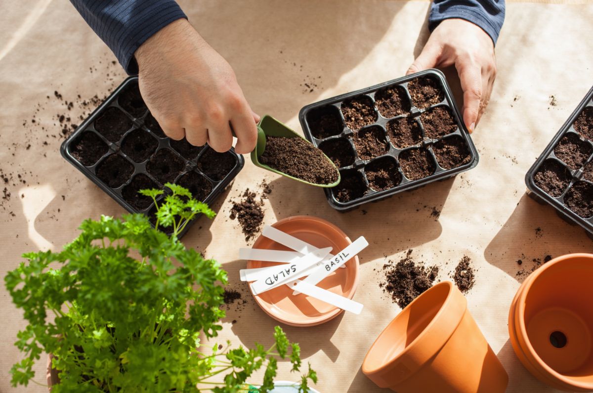 A gardener starts plants from seed two months before planting outside.