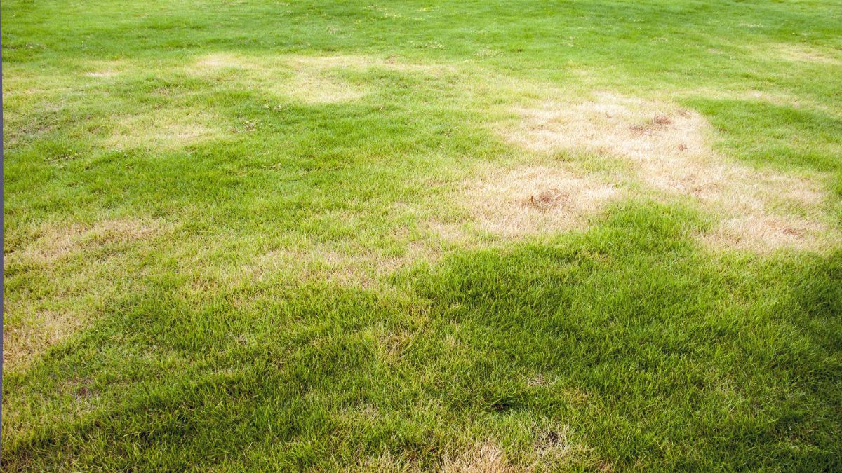 Yellow and brown patches on a lawn