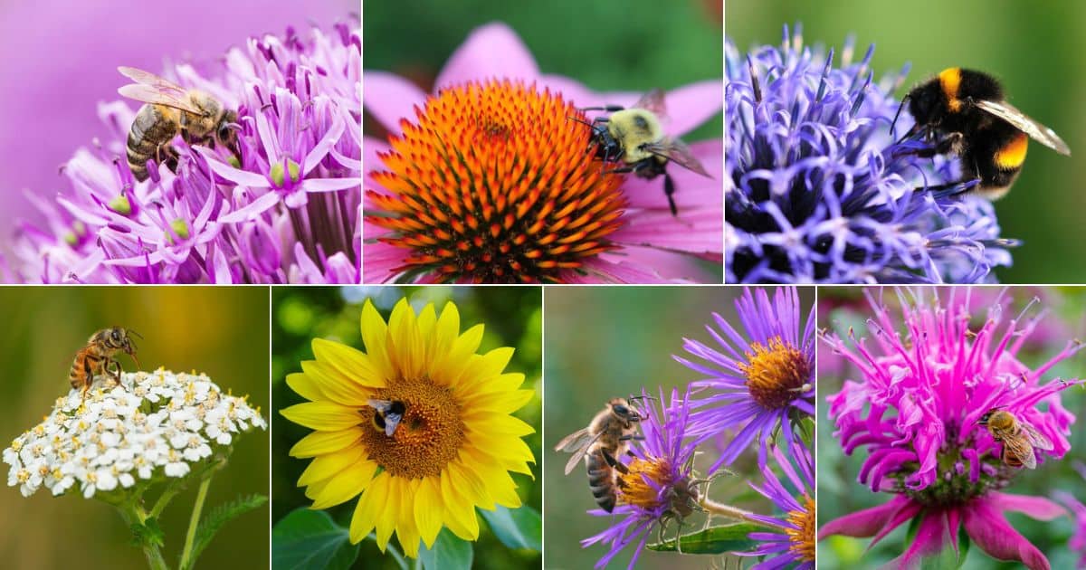 20 Best Flowers to Grow for Bees - Gardening