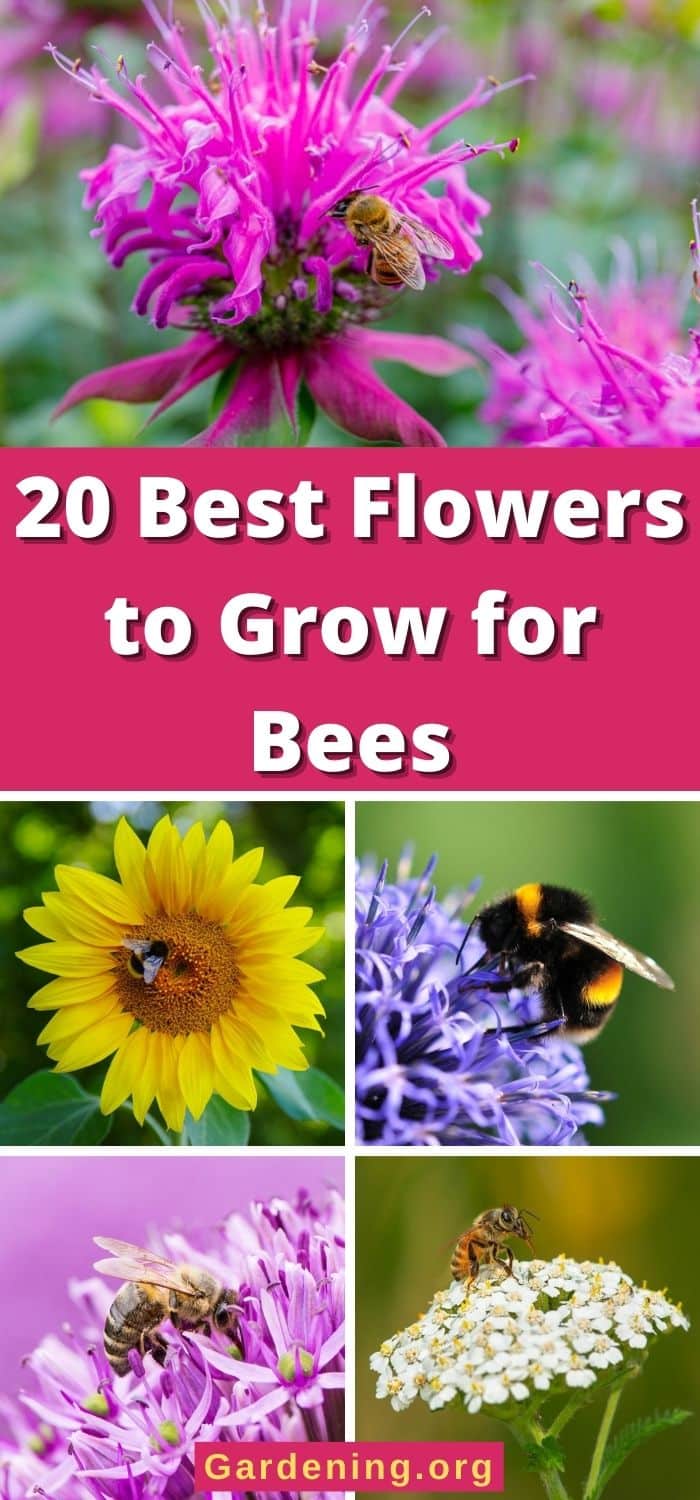 20 Best Flowers to Grow for Bees - Gardening