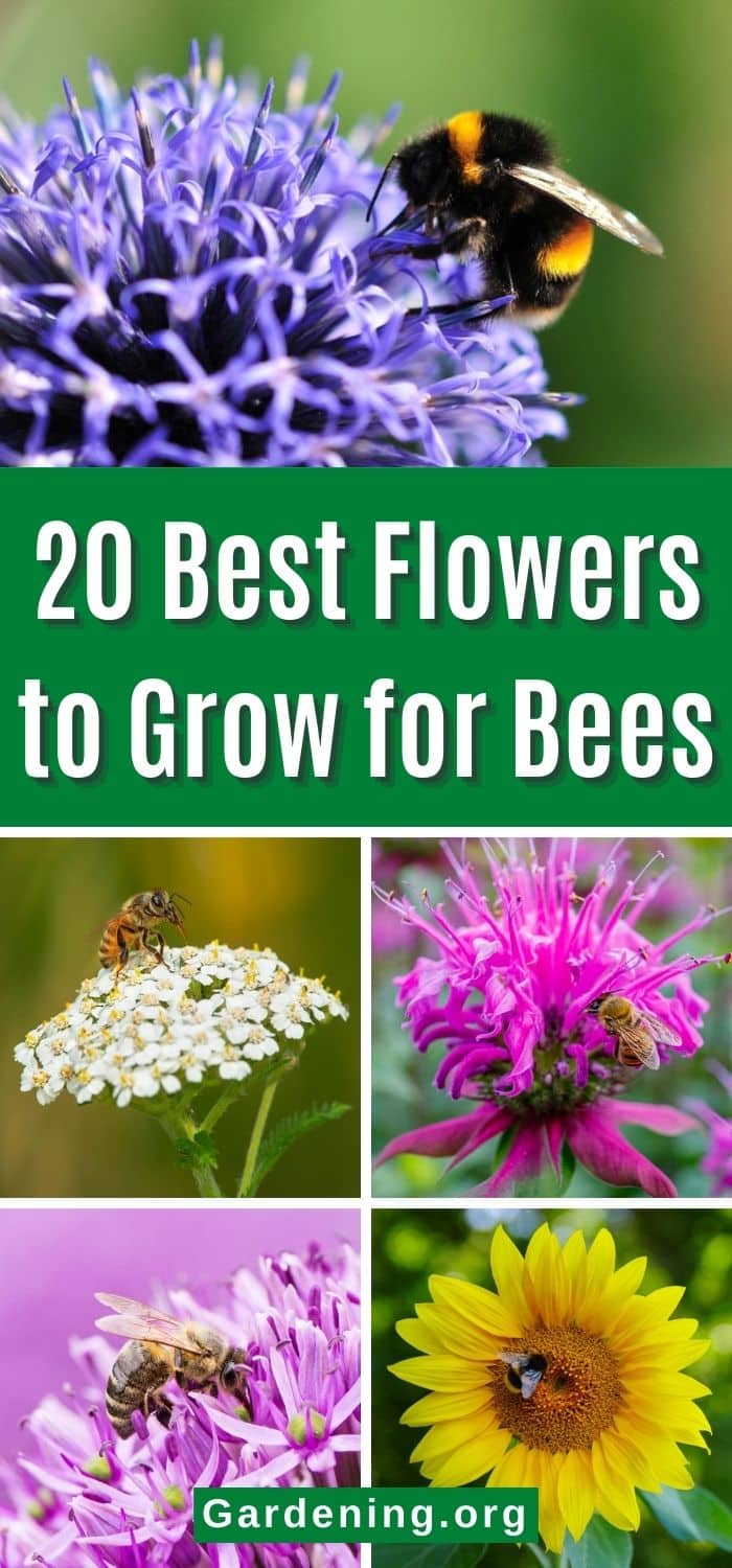 20 Best Flowers to Grow for Bees - Gardening
