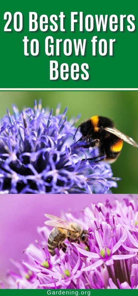 20 Best Flowers to Grow for Bees pinterest image.