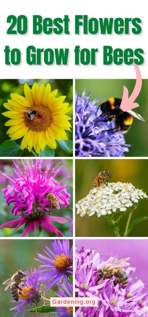 20 Best Flowers to Grow for Bees pinterest image.