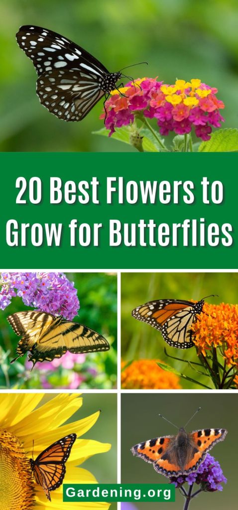 20 Best Flowers to Grow for Butterflies pinterest image.