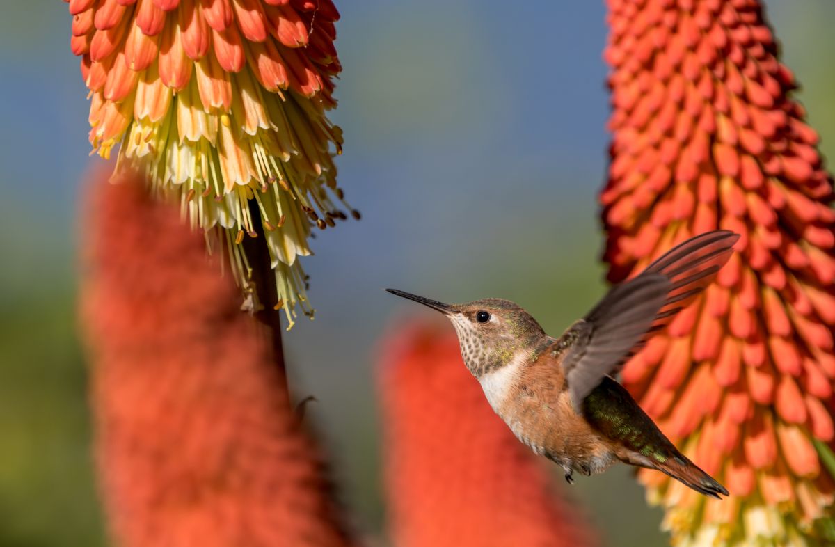 A hummingbird visiting a red hot poker plant