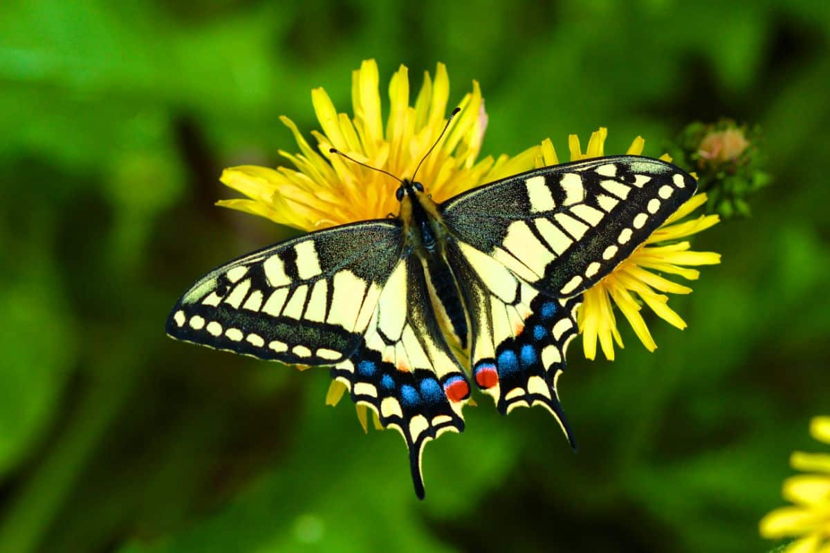 A butterfly visits a dandelion flower