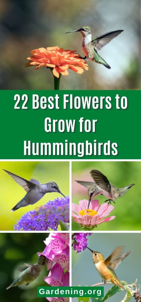 22 Best Flowers to Grow for Hummingbirds pinterest image.