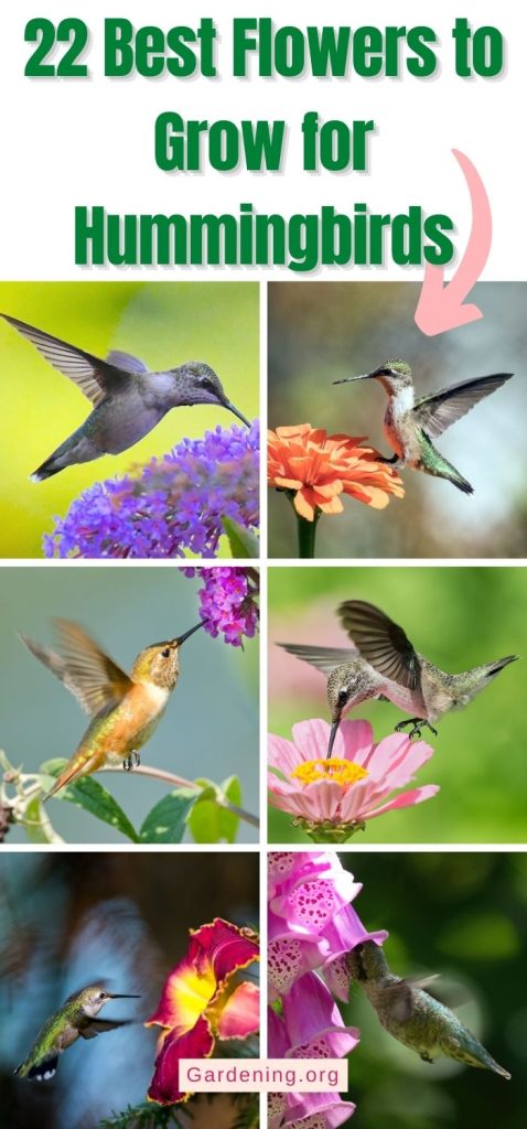 22 Best Flowers to Grow for Hummingbirds pinterest image.