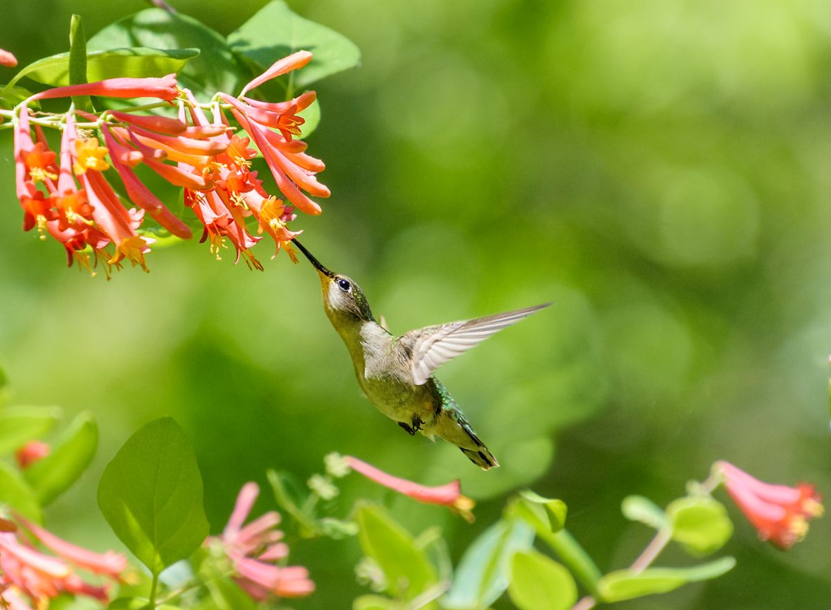 A hummingbird feeding on a trumpet honeysuckle flower