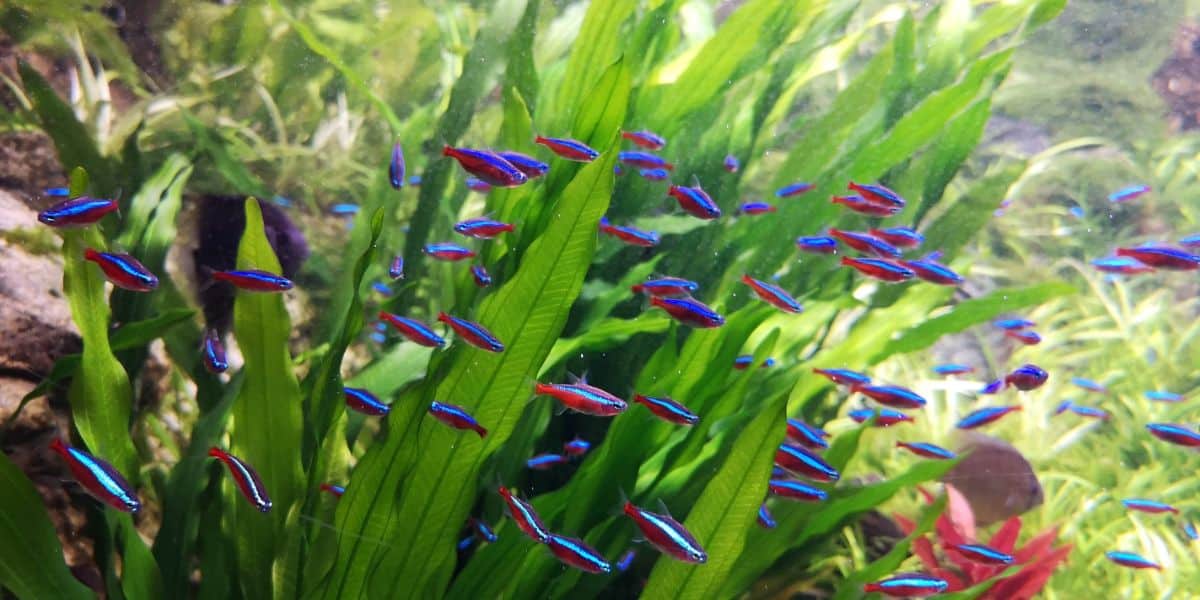 Amazon sword plant in a fish tank