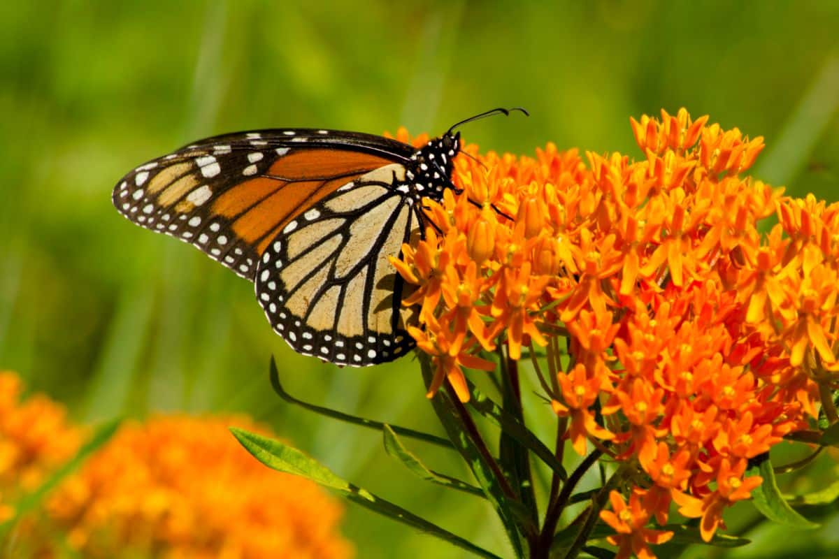 A monarch butterfly feeding on butterfly weed