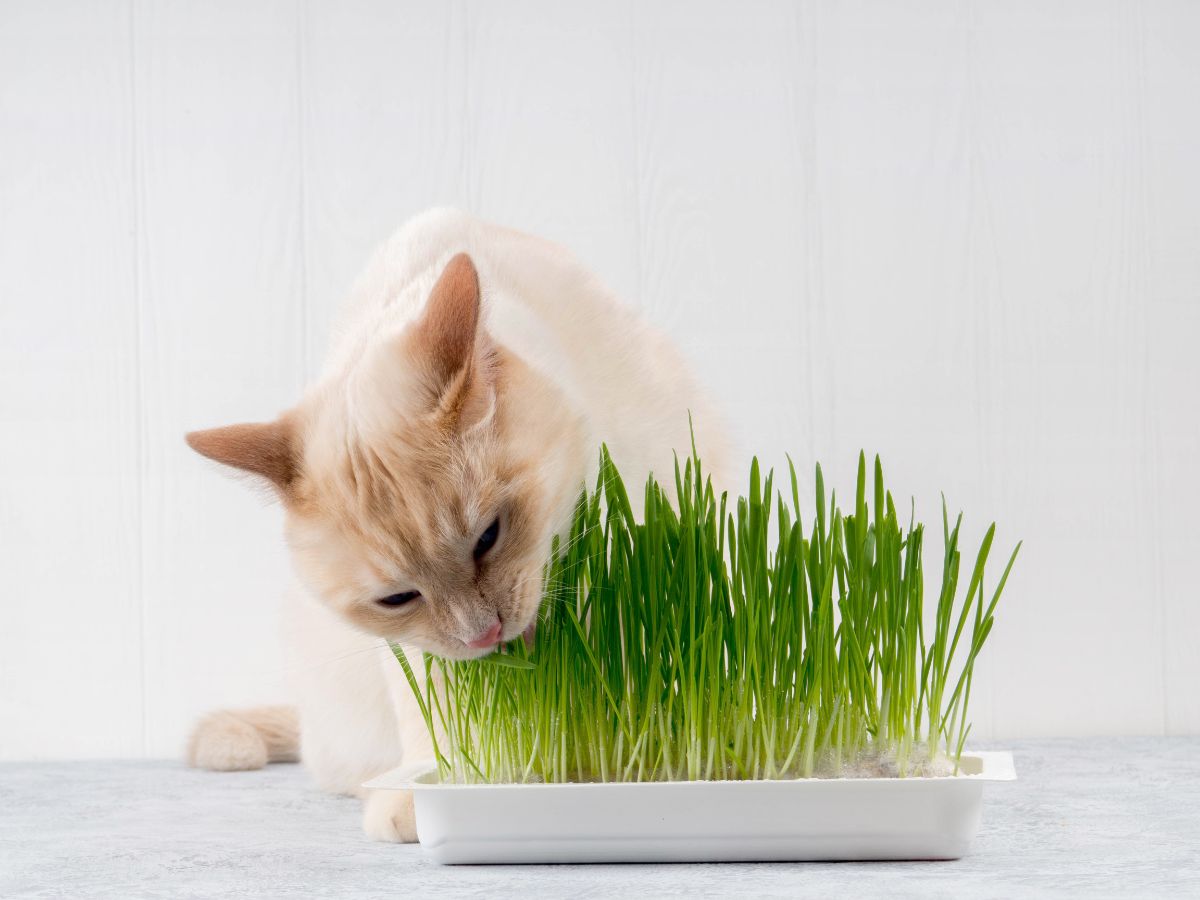 A light orange cat enjoys a tray of specially grown cat grass