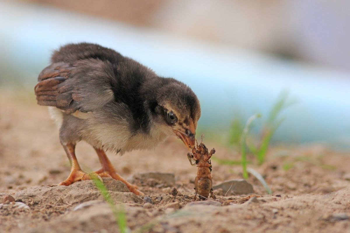 A chick eats a grasshopper from the ground
