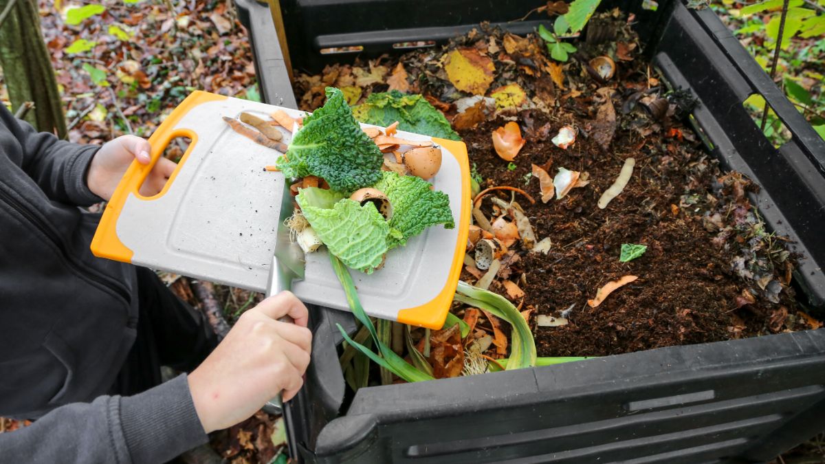 A gardener scrapes scraps into a compost pile