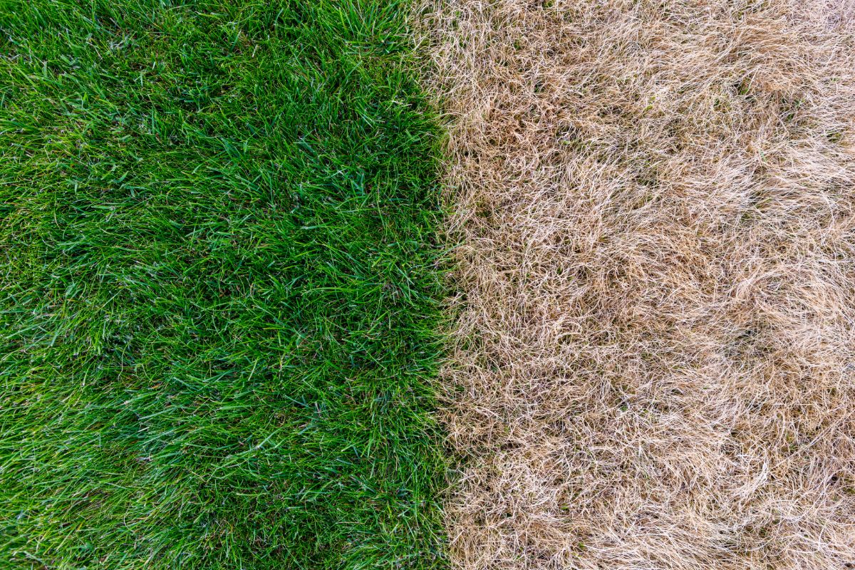 A dead patch on a lawn next to green grass