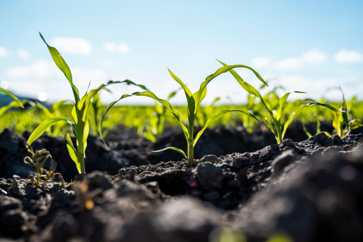 Corn is a plant that should be planted directly in the ground from seed.