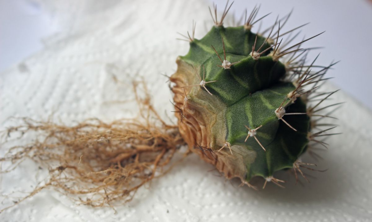 A bare-root moon cactus out of its pot