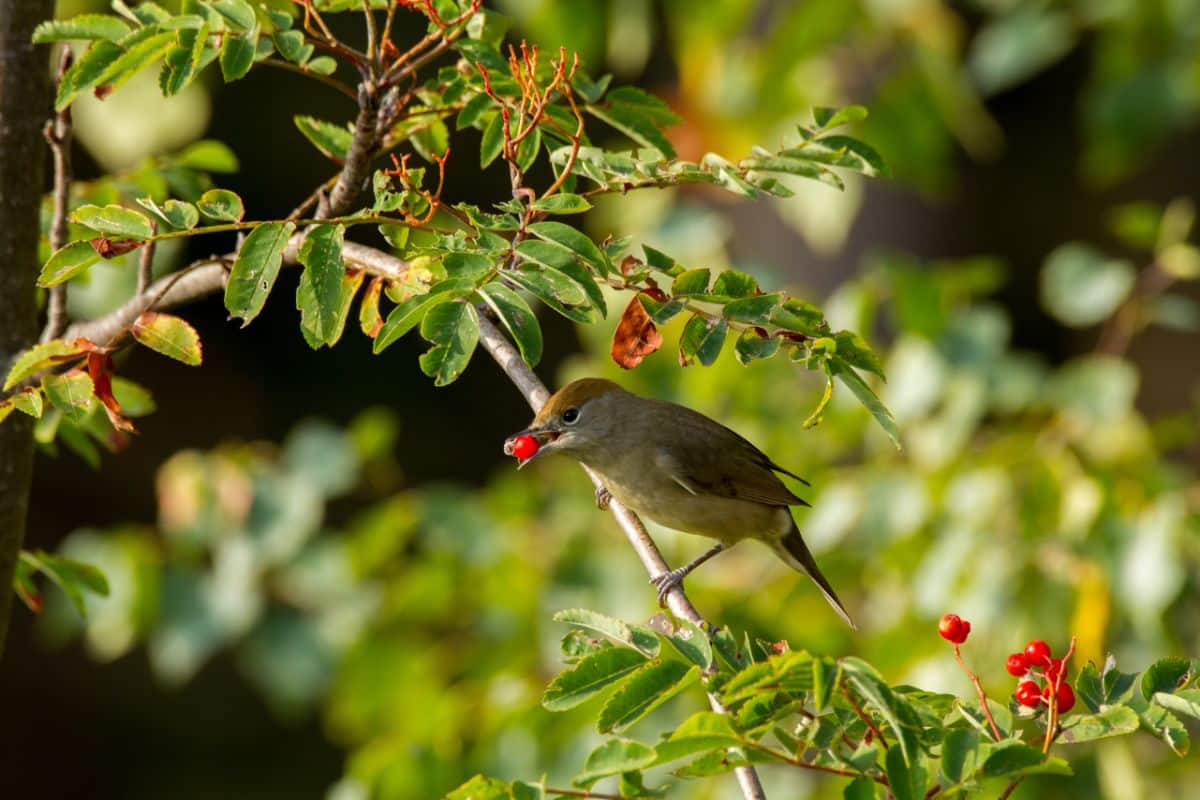 A bird eats a berry in a wildlife habitat