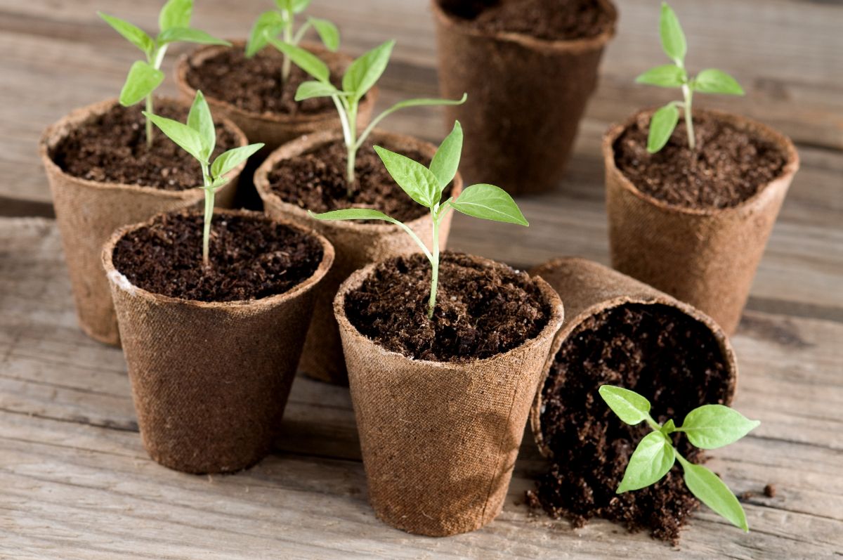 Six week old pepper plants can still be on the small side.