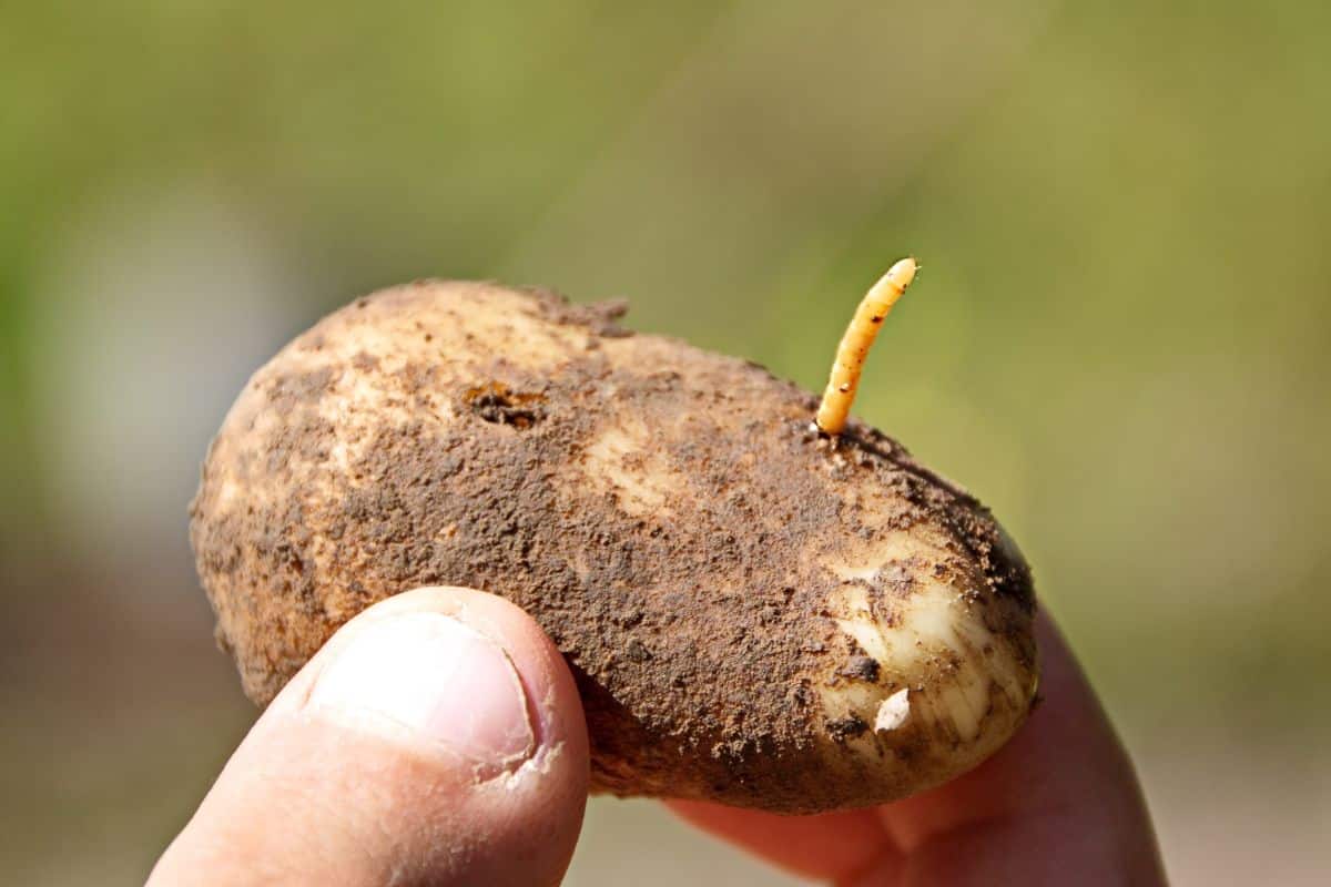 A wireworm sticking out of a potato