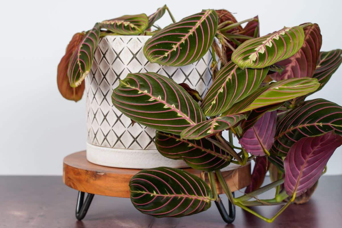 A prayer plant trailing from its pot