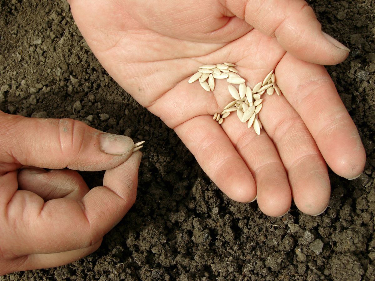 A gardener planting cucumber seeds directly in the ground.