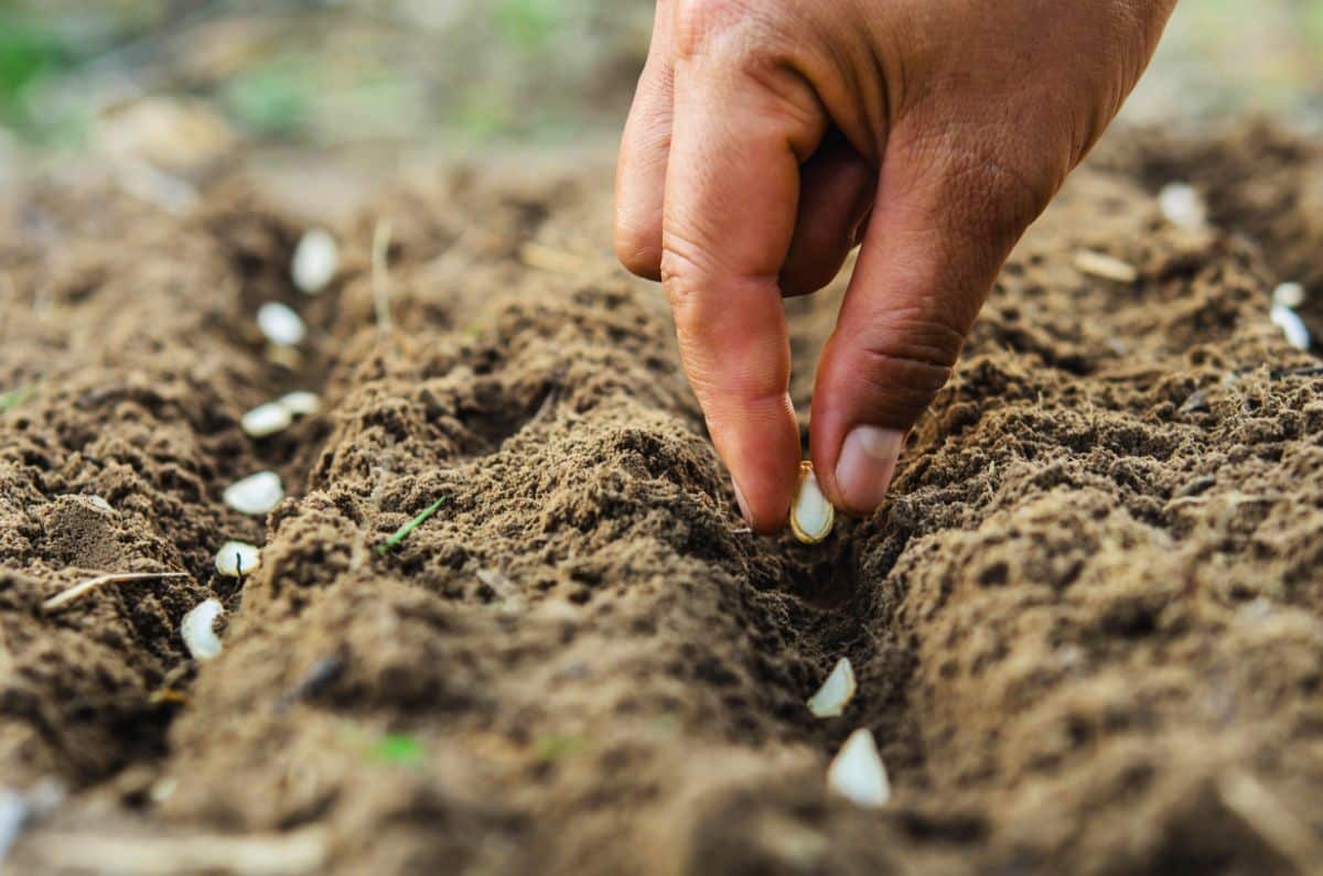 Pumpkin seeds being sown in the ground