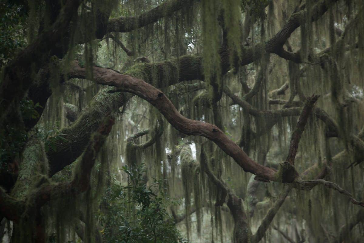 Spanish moss growing on trees