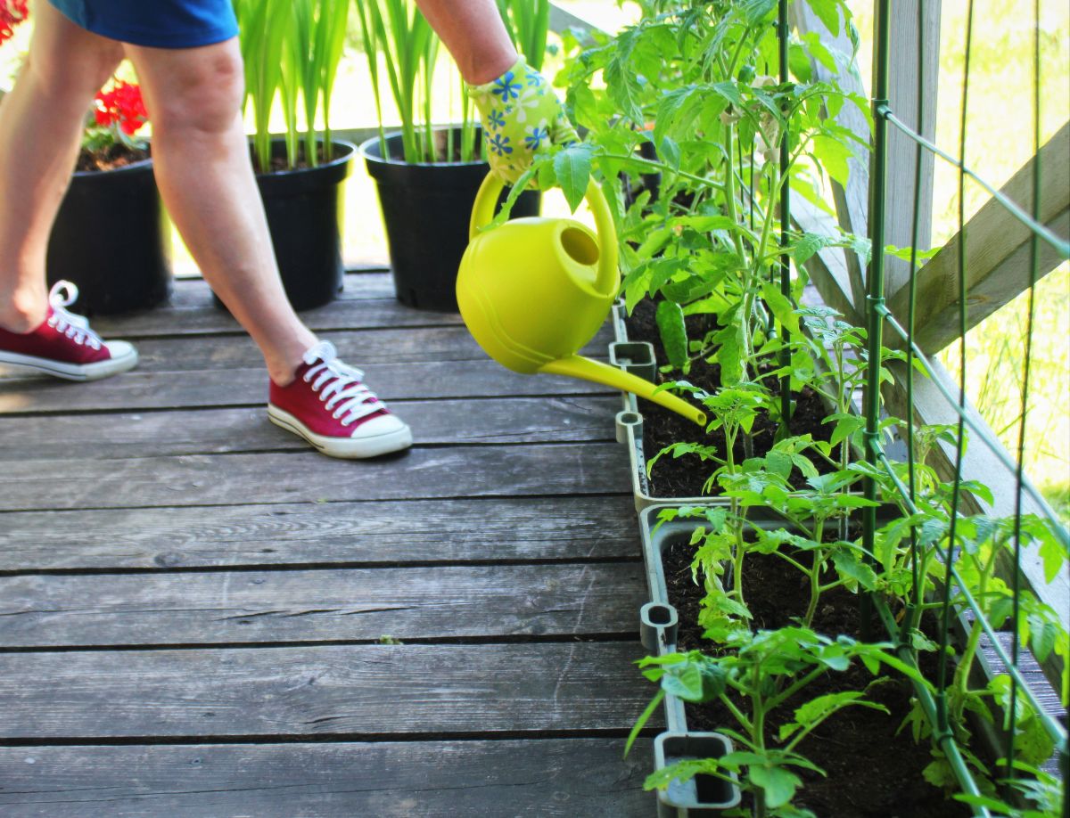 A woman waters container-grown tomato plants on her deck