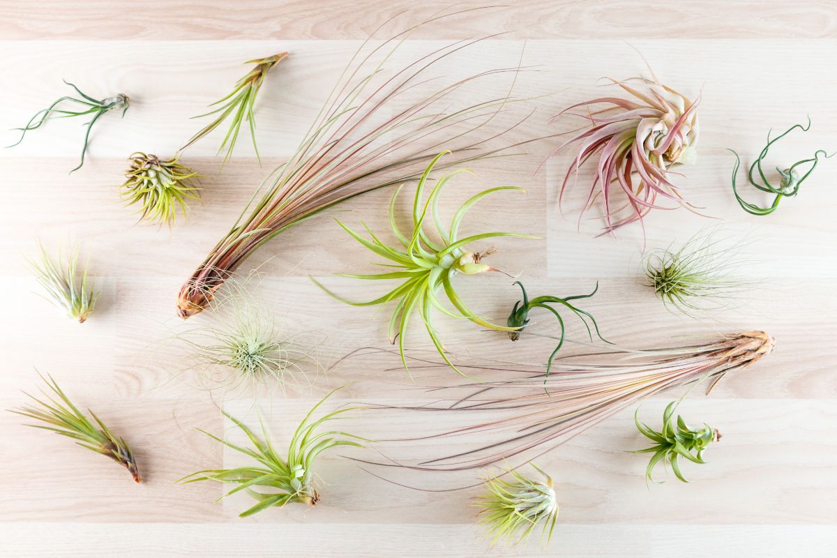 A variety of air plants laid out on a table