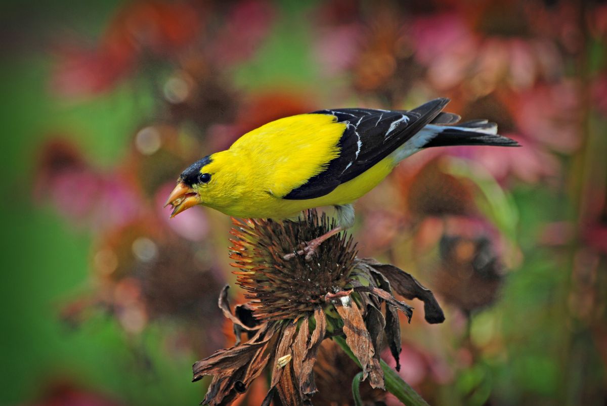 A bird feasts on flower seeds