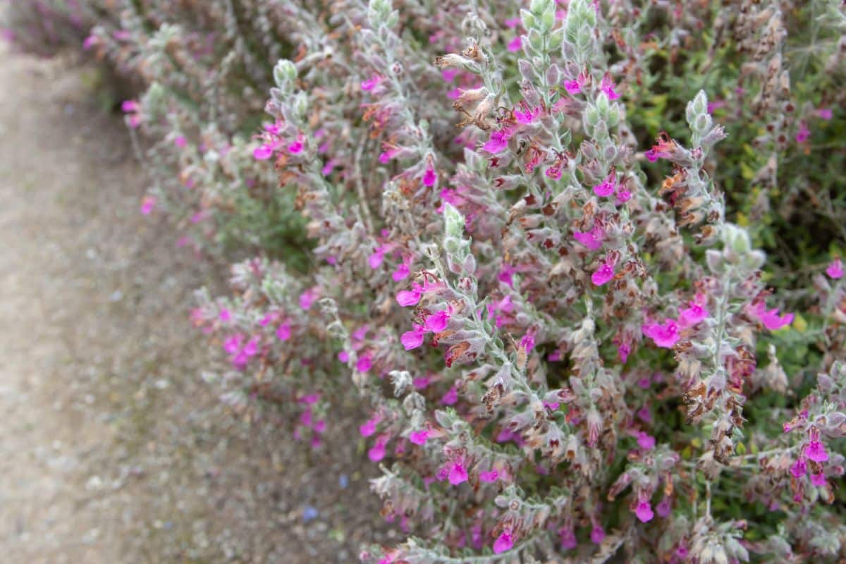 Cat thyme growing outdoors is irresistible for kitty to roll and rest in