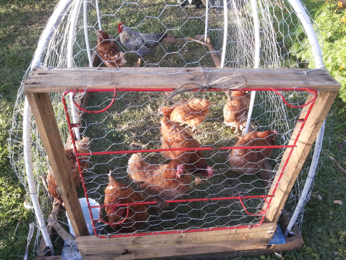 Chickens in a simple chicken tractor