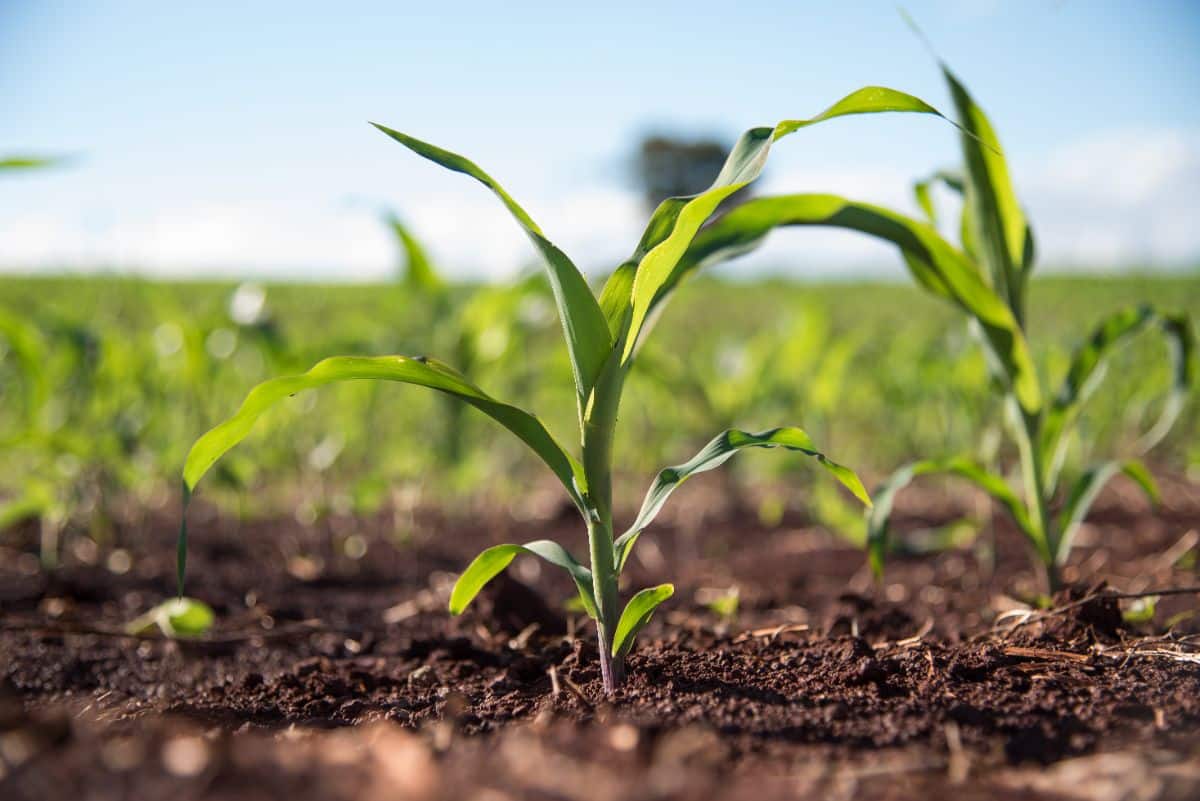 Homegrown corn is planted in close blocks to increase pollination