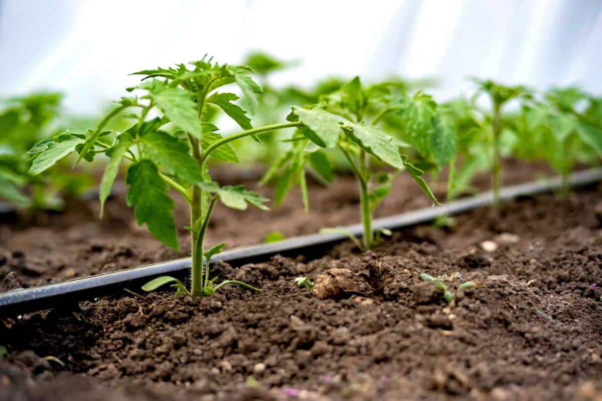 A drip irrigation hose with tomatoes