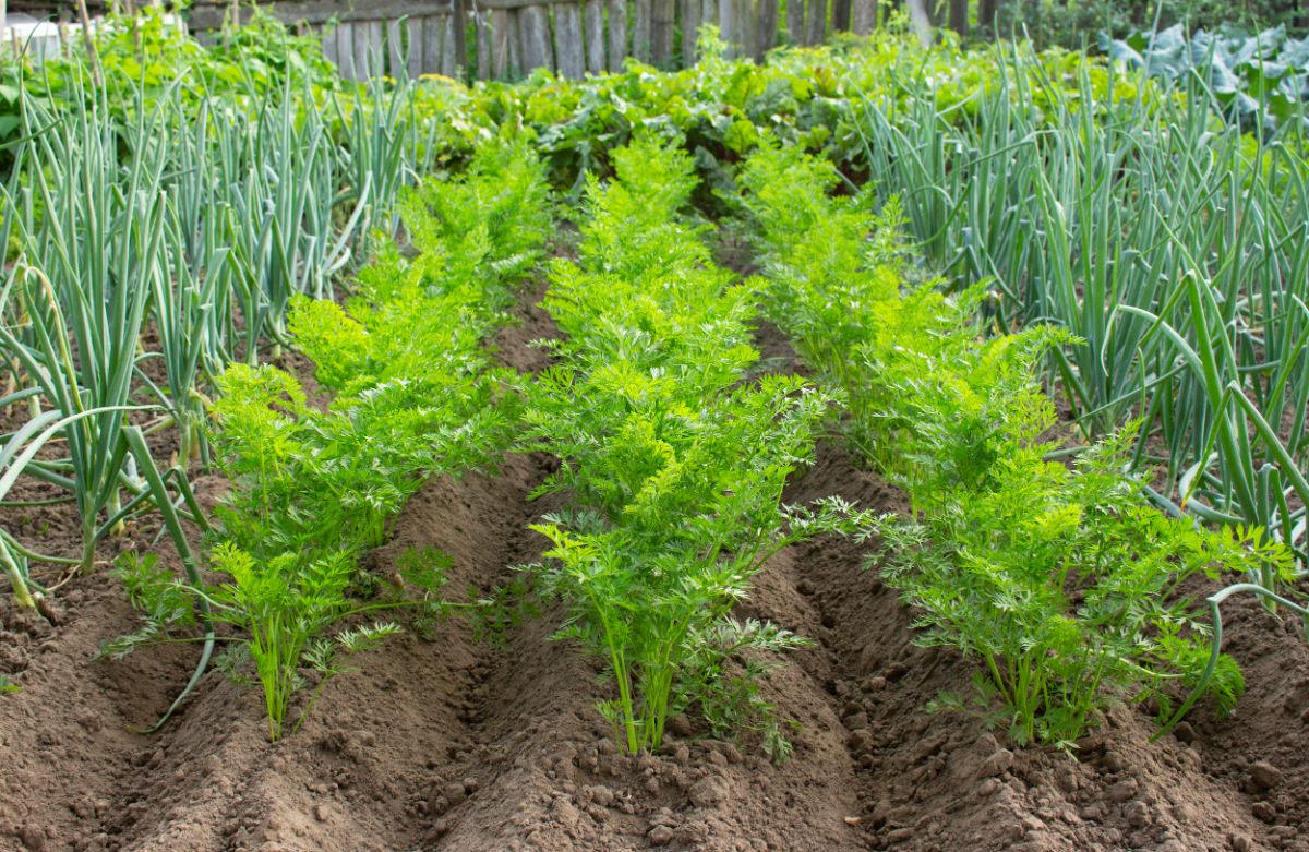 Tidy rows of tiny young carrot plants grown from direct seeded carrot seed.