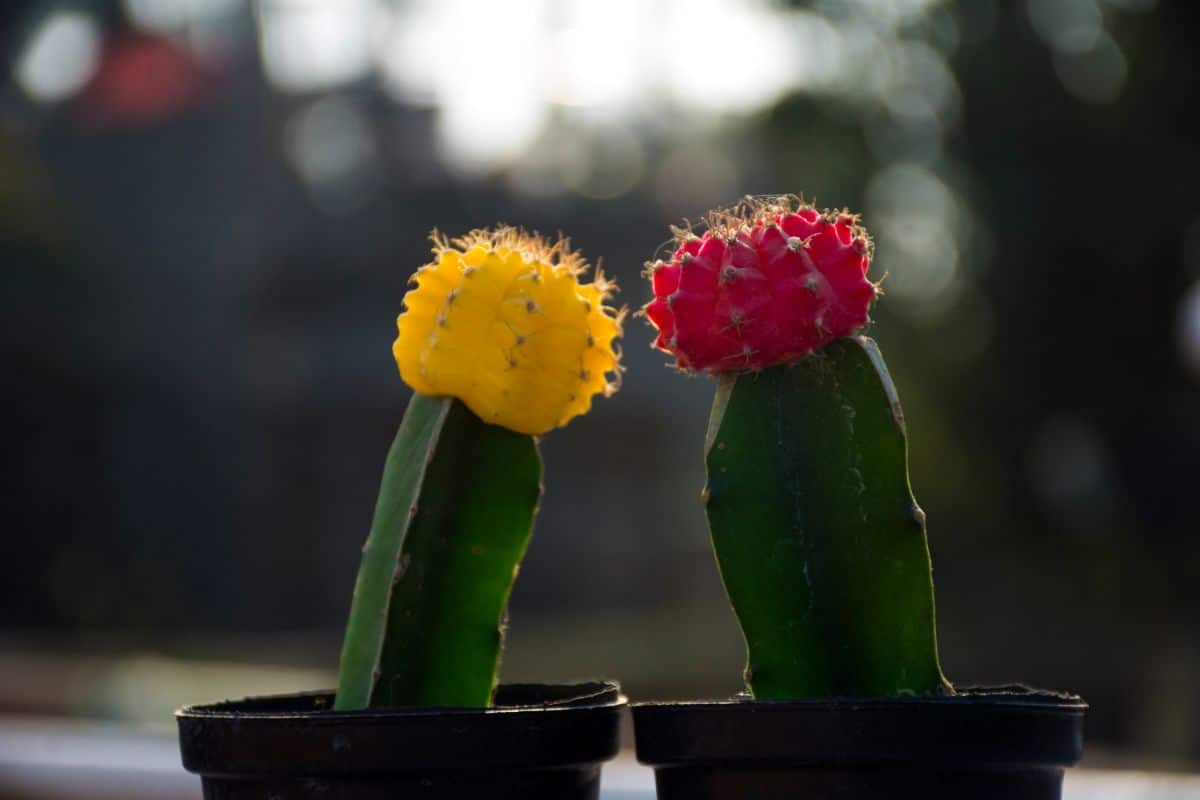 Two brightly-topped moon cactus plants